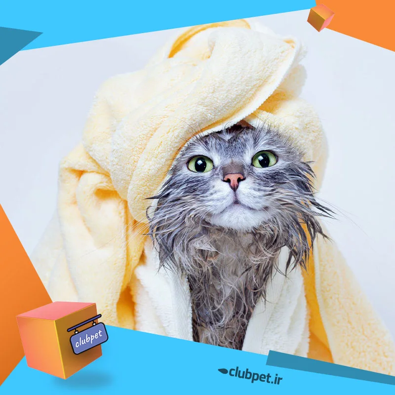 حمام کردن گربه