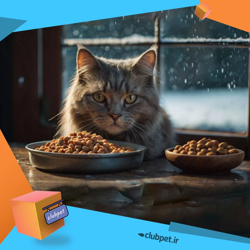 چه غذایی در فصل سرما برای گربه مناسب است